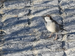 Passer domesticus