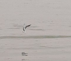 Chroicocephalus ridibundus