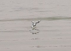 Chroicocephalus ridibundus