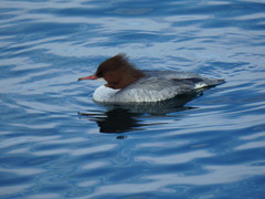 Mergus merganser