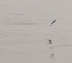 Chroicocephalus ridibundus