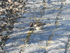Passer montanus