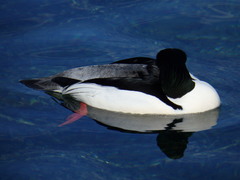 Mergus merganser