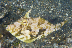 Acreichthys tomentosus