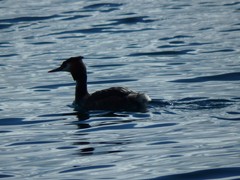 Podiceps cristatus
