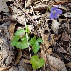 Viola triloba