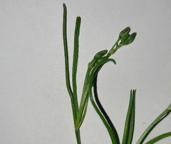 Spergularia