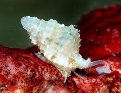 Distorsomina pusilla