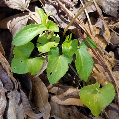 Viola triloba