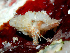 Distorsomina pusilla