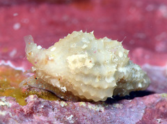 Distorsomina pusilla