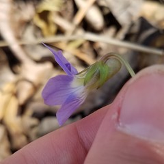 Viola triloba