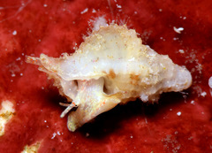 Distorsomina pusilla