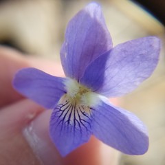 Viola triloba