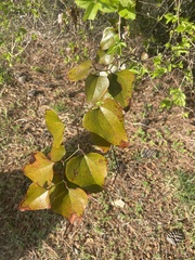 Smilax bona-nox