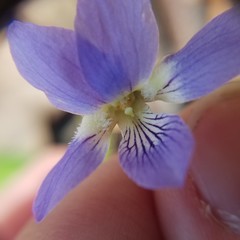Viola triloba