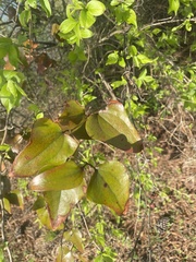 Smilax bona-nox