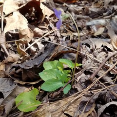 Viola triloba