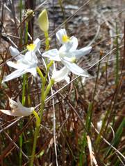 Calopogon barbatus