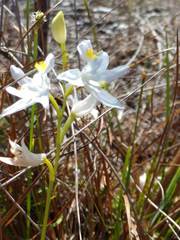 Calopogon barbatus