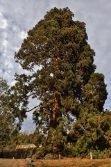 Sequoiadendron giganteum