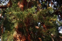 Sequoiadendron giganteum