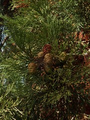 Sequoiadendron giganteum