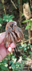 Coenobita cavipes