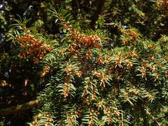 Taxus baccata