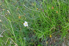 Helianthemum apenninum