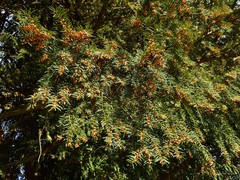 Taxus baccata