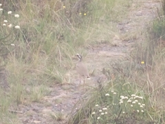 Rhinoptilus chalcopterus