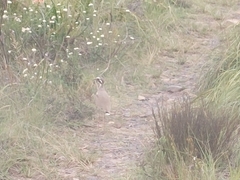 Rhinoptilus chalcopterus