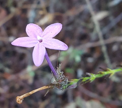 Pseuderanthemum praecox