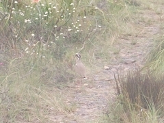 Rhinoptilus chalcopterus