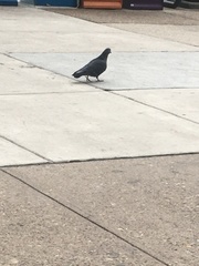 Columba livia domestica