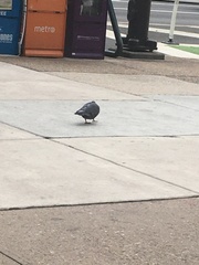 Columba livia domestica