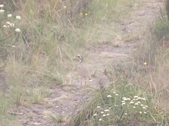 Rhinoptilus chalcopterus