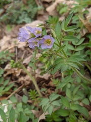 Polemonium reptans villosum