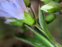 Polemonium reptans villosum