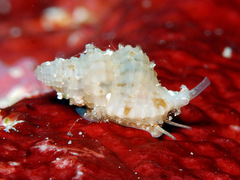 Distorsomina pusilla