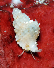 Distorsomina pusilla