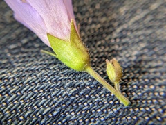 Polemonium reptans villosum
