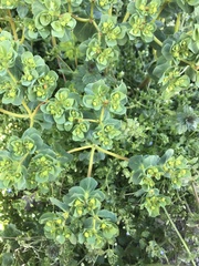 Euphorbia helioscopia