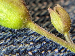 Polemonium reptans villosum