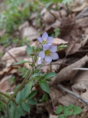 Polemonium reptans villosum