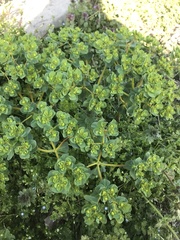 Euphorbia helioscopia
