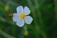 Helianthemum apenninum