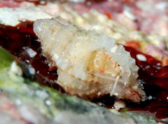 Distorsomina pusilla