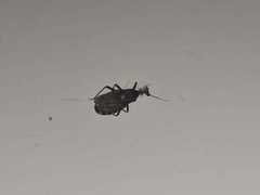 Triatoma infestans